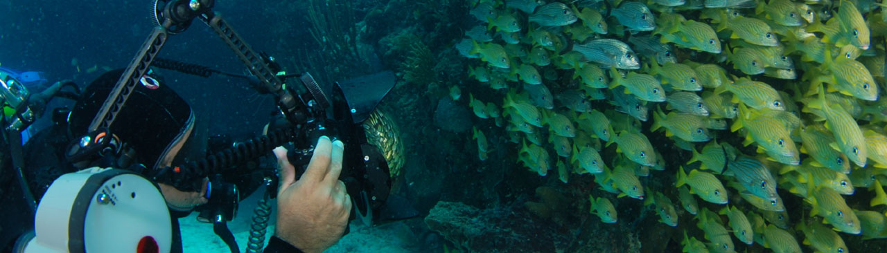 Digital Underwater Photographer