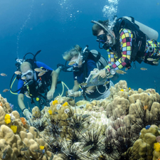 Underwater Naturalist